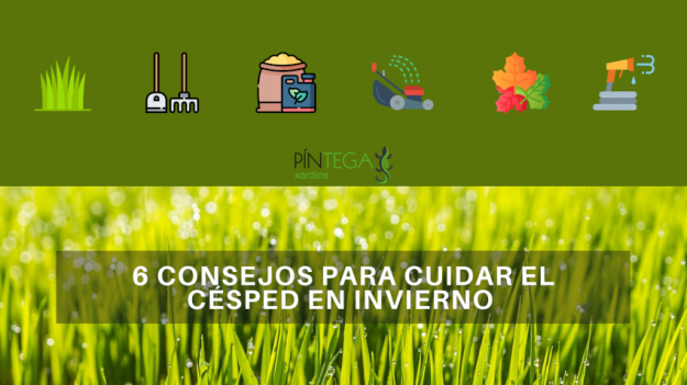 6 consejos para cuidar el césped en invierno