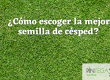 ¿Cuál es el tipo correcto de semilla de césped?
