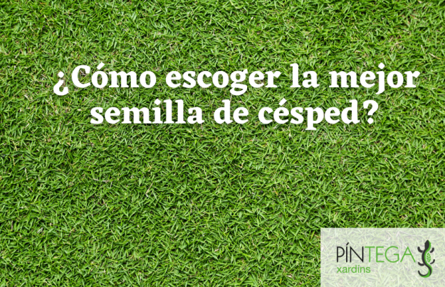¿Cuál es el tipo correcto de semilla de césped?