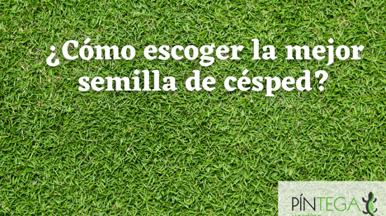 ¿Cuál es el tipo correcto de semilla de césped?